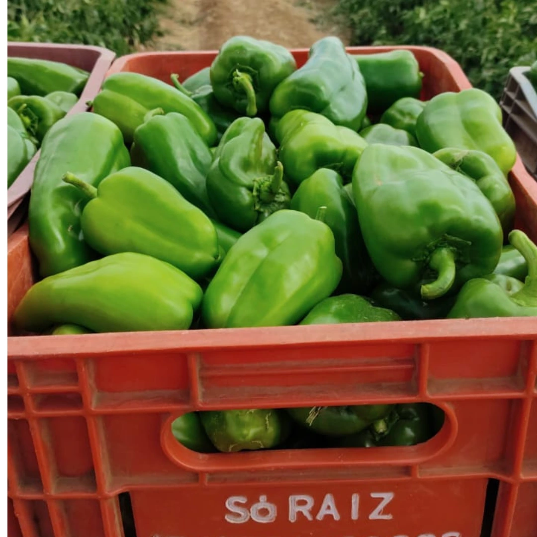 so-raiz-pimentao